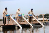 Presiden Prabowo Subianto saat meninjau tambak budidaya ikan nila salin di Balai Layanan Usaha Produksi Perikanan Budidaya Karawang, Jawa Barat, Senin (2/12/2024). (Dok. Tim Komunikasi Prabowo Subianto)