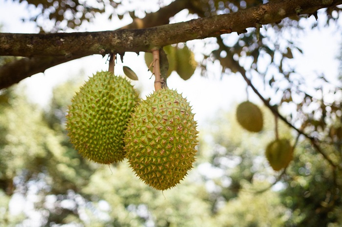Tiongkok Resmi Buka Akses Ekspor Durian Beku Indonesia. (Pixabay.com/machquoctuanbiotech)