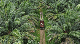 Aset perkebunan sawit PT PAL disita karena diduga dibeli dari dana kredit fiktif. (Dok. sawitindonesia.com)